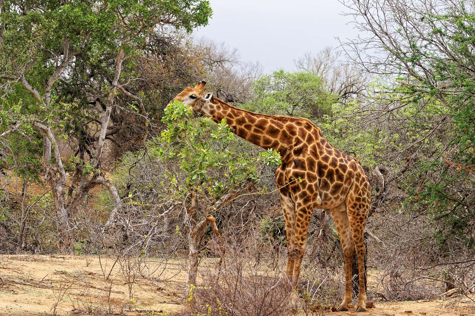 20161113 125655 Giraffe